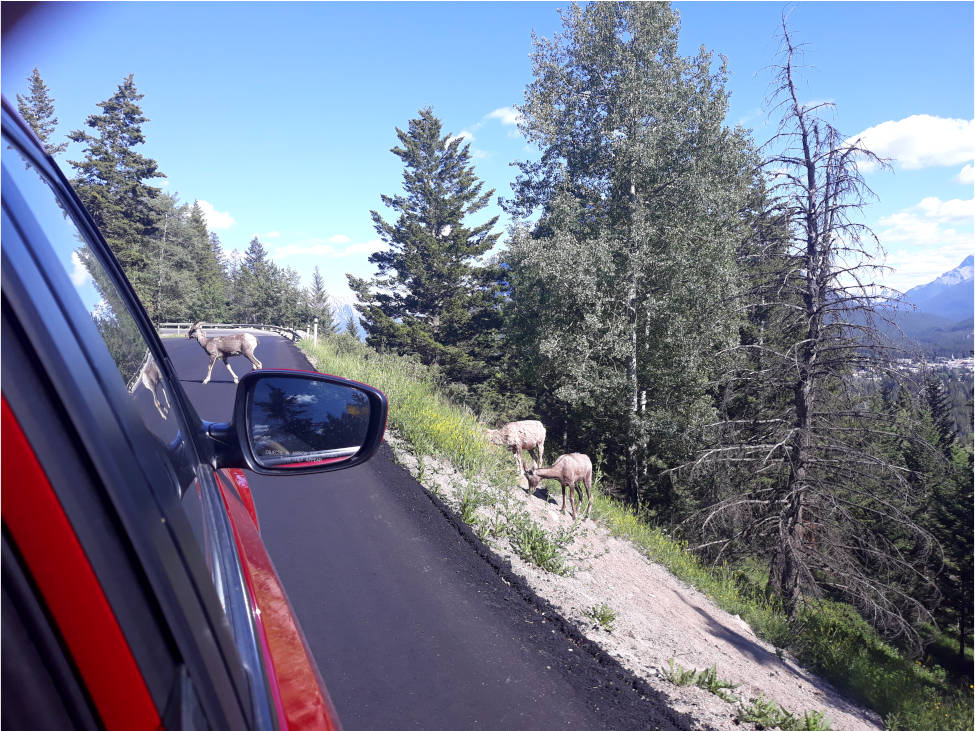 rundreise westkanada tiere