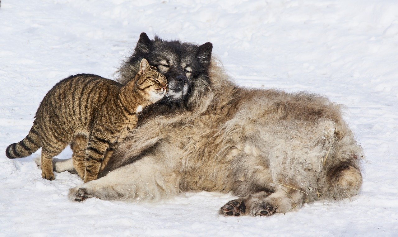 katzenmensch hundemensch