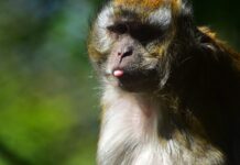 Warum gibt es so viele dumme Menschen? Hass & Umgang werden menschen dümmer