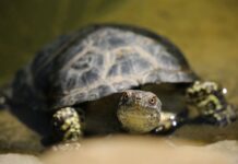 7 einfache Tipps, um dein Leben zu entschleunigen Entschleunigung im Alltag Symbolbild Schildkröte